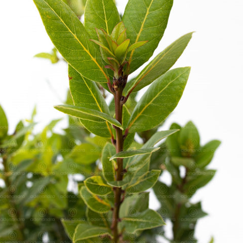 Dafin Laurus Nobilis, h 60-70 cm, verde