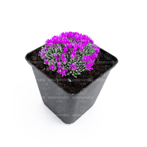 Floare de cristal (Delosperma)