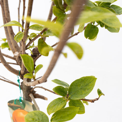 Kaki Diospyros, h 125-150 cm, verde