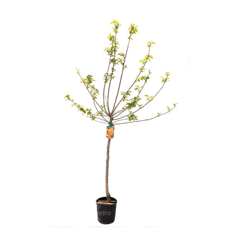 Kaki Diospyros, h 125-150 cm, verde