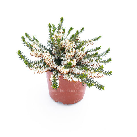Erica Carnea