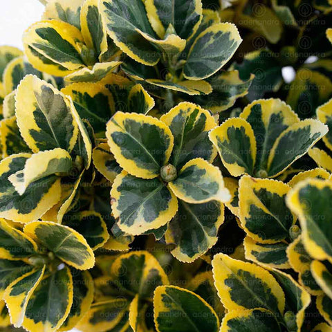 Salba japoneza (Euonymus Japonicum Aurea), h 40-50 cm, Palla