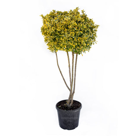 Salba japoneza Livornese (Euonymus Japonicus Aureopictus Livornese), h 175-200, Nuvola