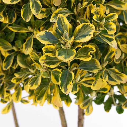 Salba japoneza Livornese (Euonymus Japonicus Aureopictus Livornese), h 175-200, Nuvola