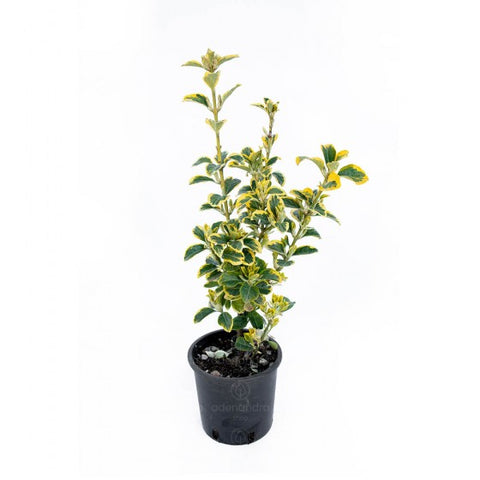 Salba japoneza Aureomarginatus (Euonymus Japonicus Elegantissimus Aureus Aureomarginatus), h 30-40 cm