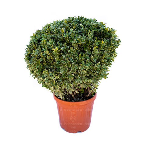 Salba japoneza Kathy (Euonymus Japonicus Kathy) ,h 50-60 cm Palla