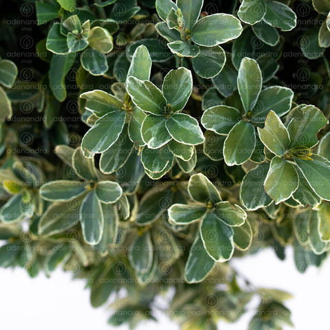 Salba japoneza Kathy (Euonymus Japonicus Kathy) ,h 50-60 cm Palla