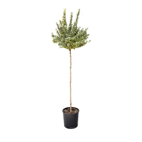 Salba japoneza (Euonymus Fortunei Emerald Gaiety), h125-150 cm, alb-verde