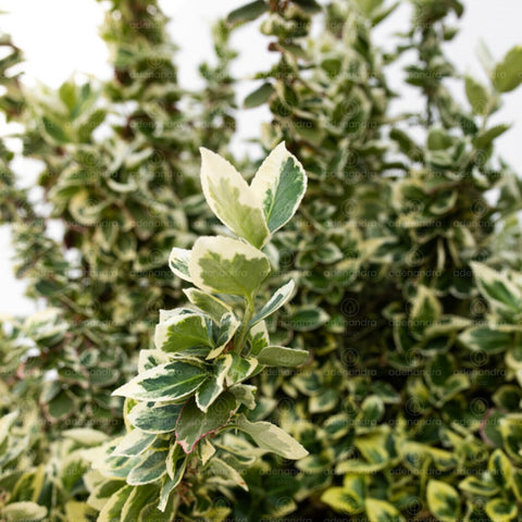 Salba japoneza (Euonymus Fortunei Emerald Gaiety), h125-150 cm, alb-verde