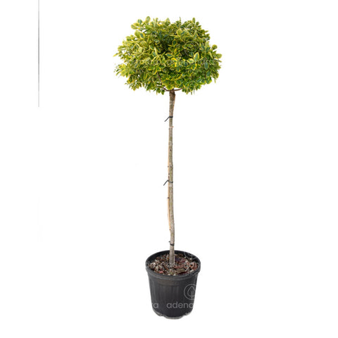 Salba japoneza (Euonymus Fortunei Emerald Gold), h 120 cm