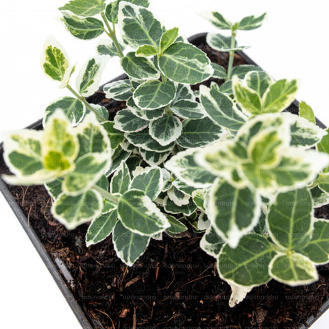 Salba japoneza (Euonymus Gaiety), h 20-30 cm, alb-verde