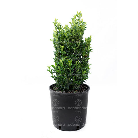 Salba japoneza (Euonymus Japonicus Benkomasaki), h 50-60 cm, verde