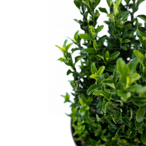 Salba japoneza (Euonymus Japonicus Benkomasaki), h 50-60 cm, verde