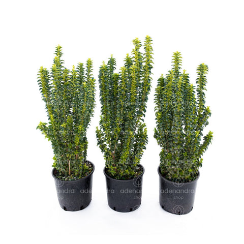 Salba japoneza (Euonymus Japonicus Benkomasaki), h 70-80 cm, verde