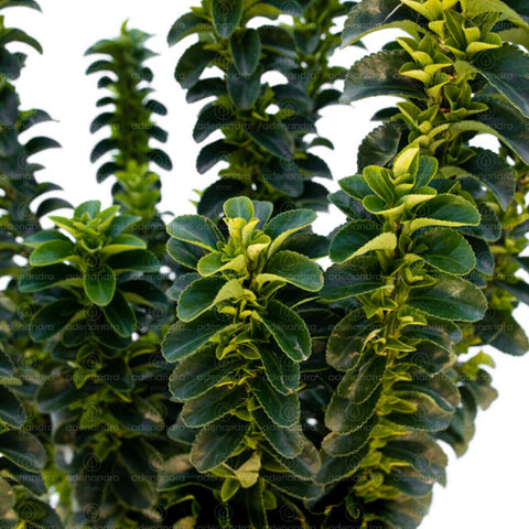 Salba japoneza (Euonymus Japonicus Benkomasaki), h 70-80 cm, verde