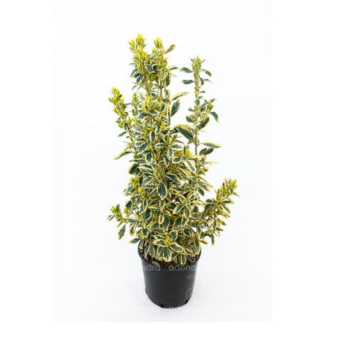 Salba japoneza (Euonymus Japonicum Bravo), h 60-80 cm, verde-alb