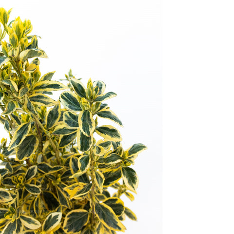 Salba japoneza (Euonymus Japonicum Bravo), h 60-80 cm, verde-alb
