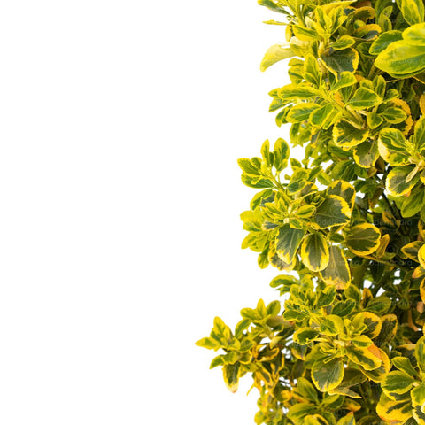 Salba japoneza (Euonymus Japonicum Elegantus Aureus Aureomarginata), h 125-150 cm, verde-galben