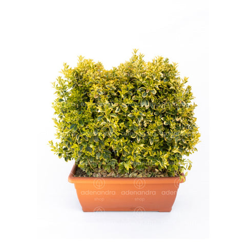 Salba japoneza (Euonymus Japonicum Elegantus Aureus Aureomarginata), in jardiniera, verde-galben,