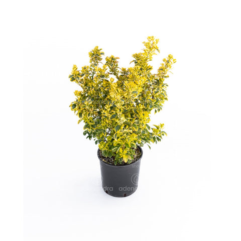 Salba japoneza (Euonymus Japonicum Elegant. Aureus Aureomarginata), h 60-70 cm, verde-galben