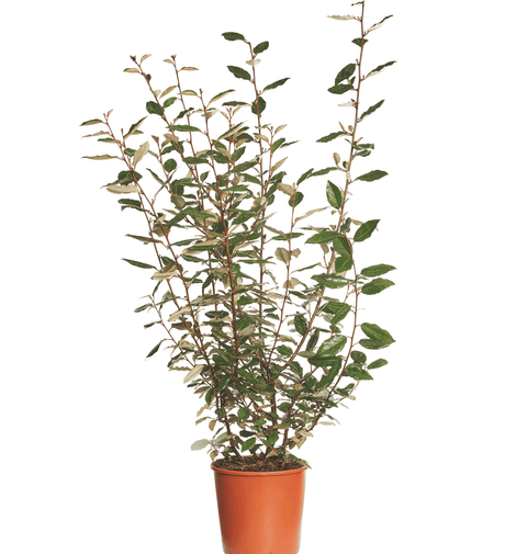 Eleagnus argintiu (Elaeagnus Ebbinegi Compacta) 125-150 cm