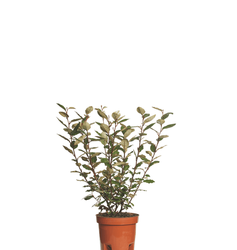 Elaeagnus argintiu (Elaeagnus Ebbinegi Compacta) 60-80 cm