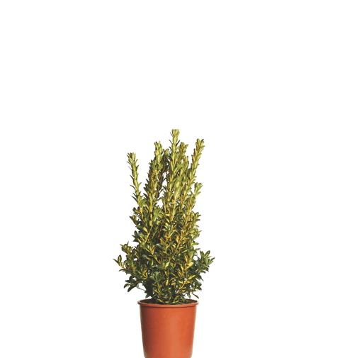 Salba Japoneza (Euonymus Aureopictus) 60-80 cm