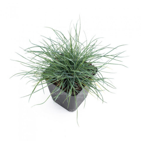 Iarba albastra (Festuca Glauca Compact Blue)