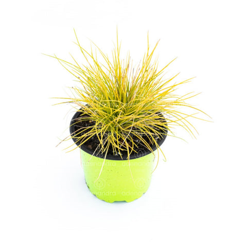 Iarba albastra (Festuca Glauca Golden Toupee)