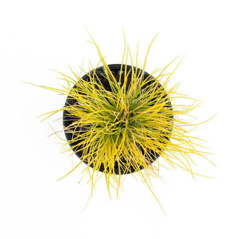 Iarba albastra (Festuca Glauca Golden Toupee)