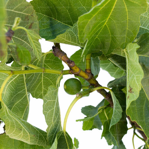 Smochin tufa (Ficus Carica), h 60-80 cm