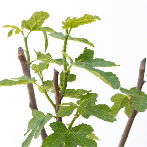 Smochin pe tulpina (Ficus Carica Mix), h 125-150 cm