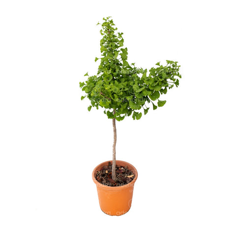 Arborele pagodelor (Ginkgo Biloba),  h 40-60 cm
