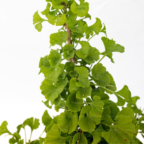 Arborele pagodelor (Ginkgo Biloba),  h 40-60 cm