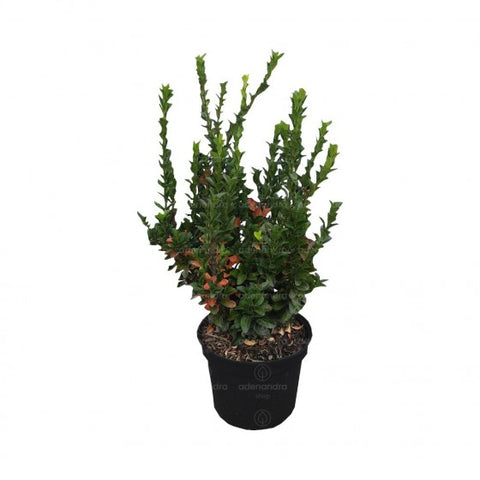 Salba japoneza Green Spire (Euonymus Japonicus Bravo) , h 40-50 cm