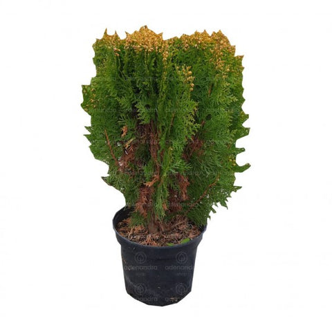 Thuja Orientalis Compacta, Aurea Nana h 40-50 cm
