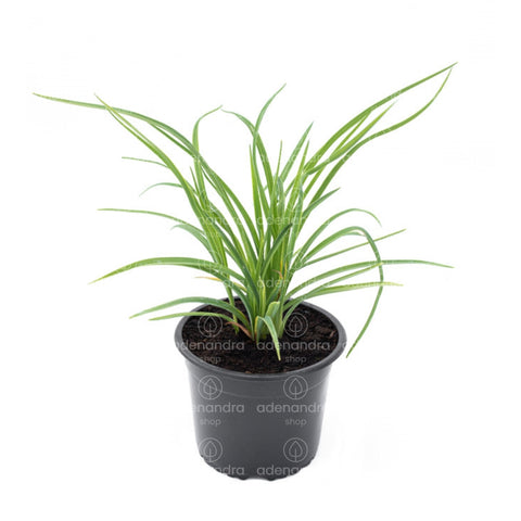 Crin de o zi (Hemerocallis Stella D`Oro)