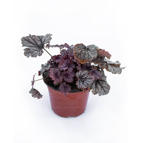 Clopotel purpuriu (Heuchera Hybrida Spellbound Primor)
