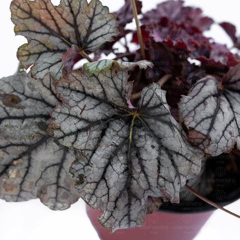 Clopotel purpuriu (Heuchera Hybrida Spellbound Primor)