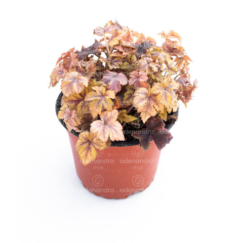 Clopotel (Heuchera Champagne)