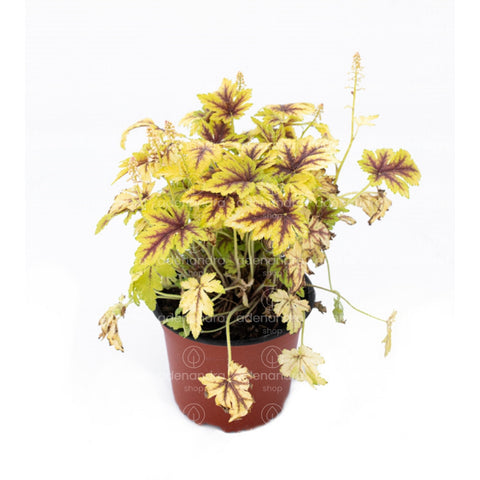 Heucherella Gold Zebra