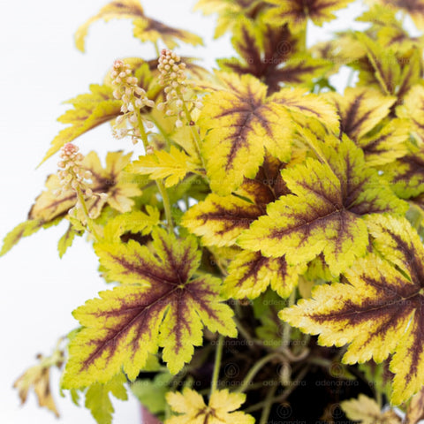 Heucherella Gold Zebra