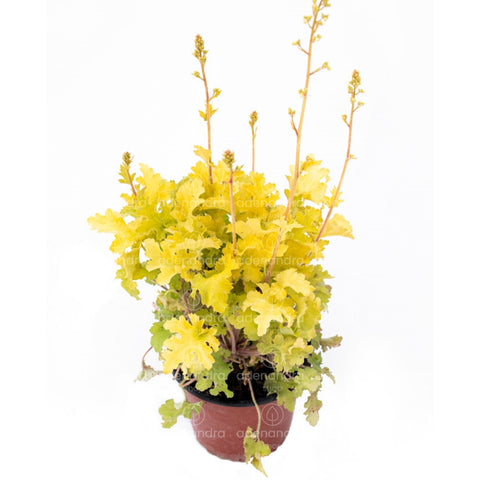 Heuchera Lime Marmalade