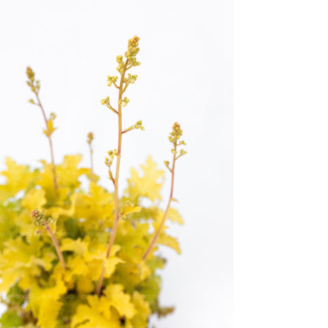 Heuchera Lime Marmalade