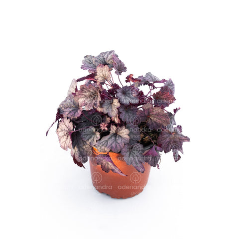 Clopotel violet-mov (Heuchera Palace)