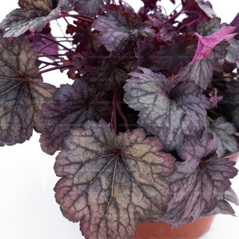 Clopotel violet-mov (Heuchera Palace)