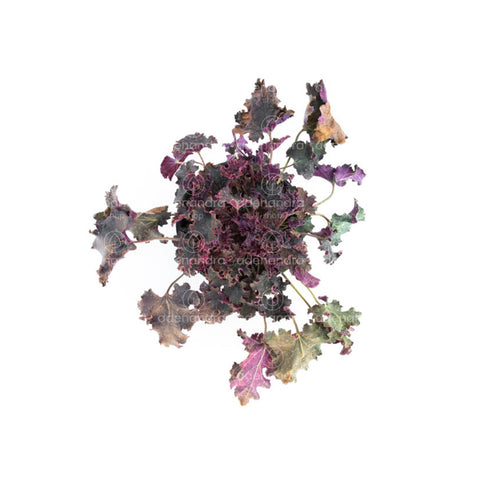 Clopotel purpuriu verde-mov (Heuchera Purple Petticoats)