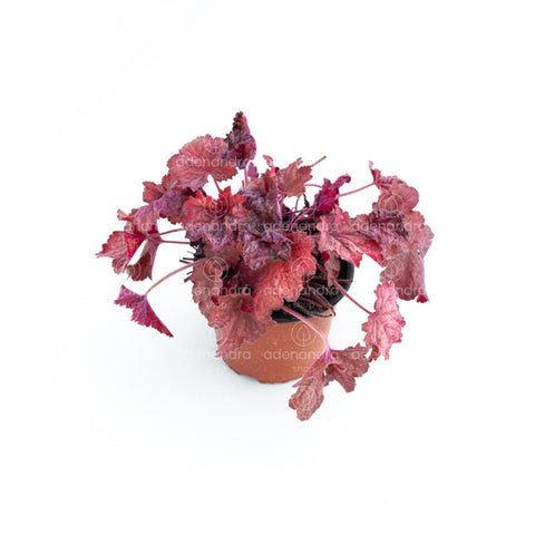 Clopotel purpuriu verde-mov (Heuchera Purple Petticoats)
