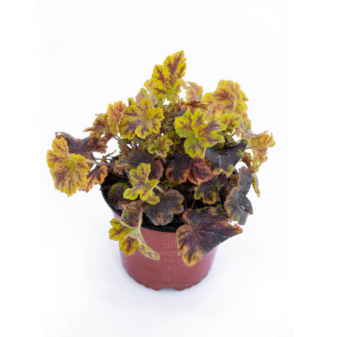 Heuchera Solar Power