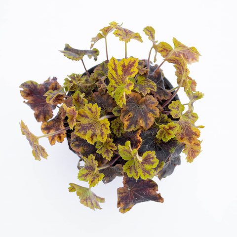 Heuchera Solar Power